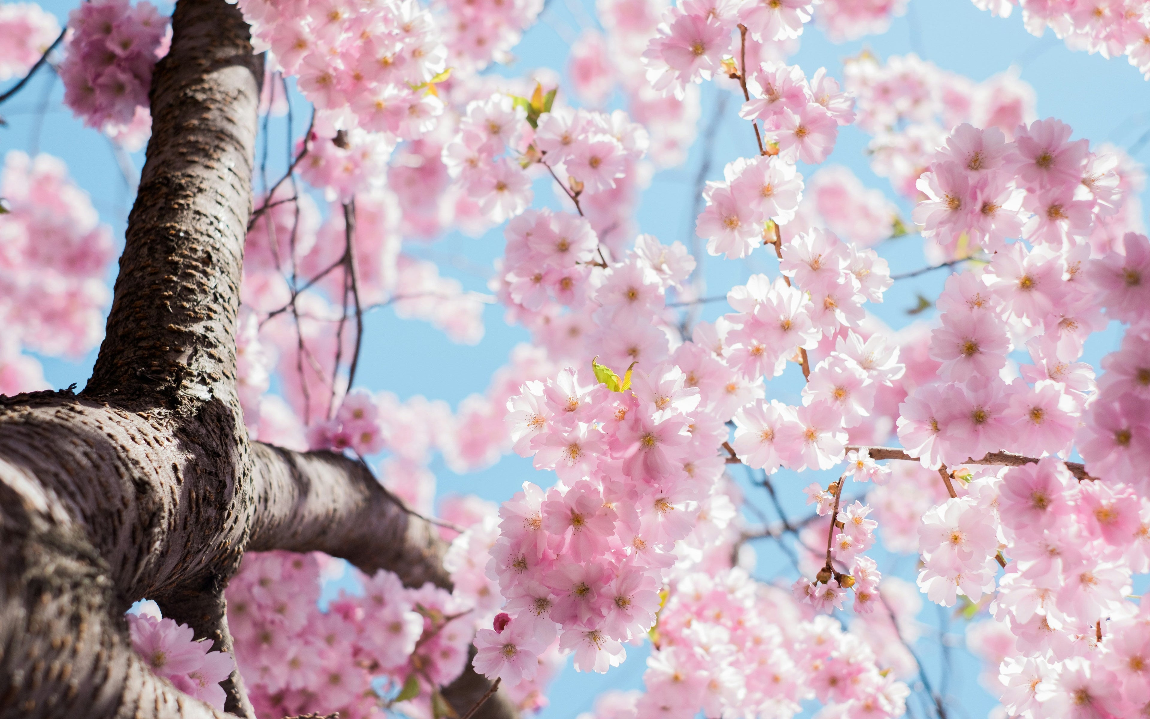 🪻🪻Spring is around the corner  🪻🪻